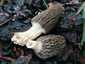 Fakéreg kucsmagomba (Morchella importuna), Balatonfüred